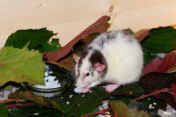 Ratten und Mäuse bekämpfen